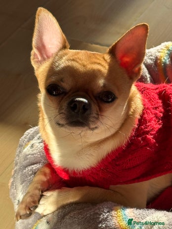 Chihuahua dogs - Advert 1