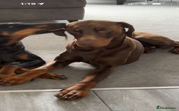 Dobermann dogs for stud: Chocolate doberman  - Image 3
