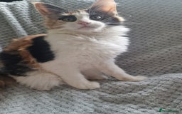 Maine Coon cats for sale: Adorable Maine Coon Kittens for Sale - Image 15