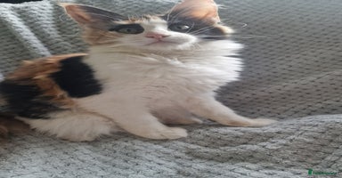 Maine Coon cats Adorable Maine Coon Kittens for Sale - Advert 4