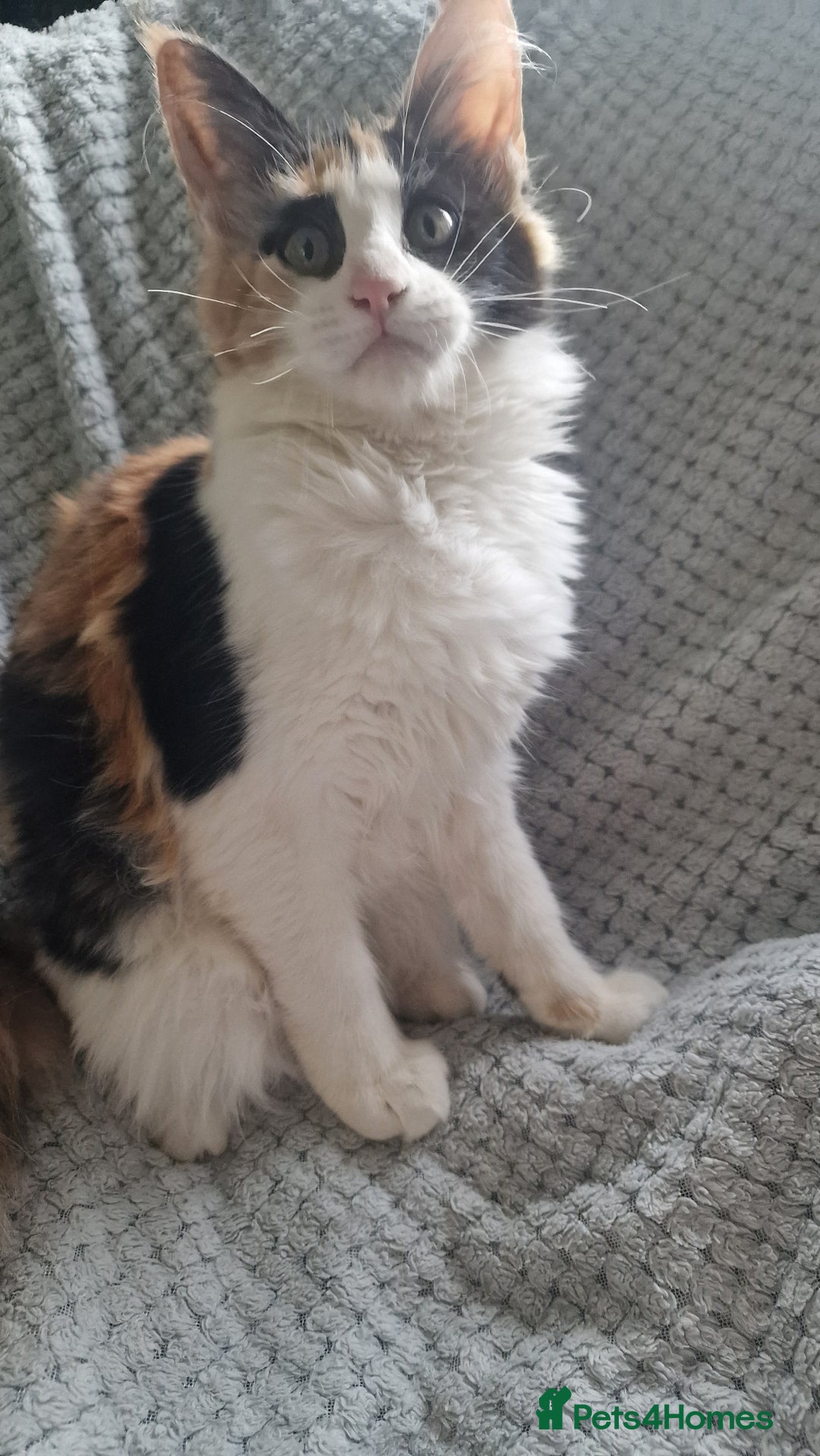 Maine Coon cats for sale: Adorable Maine Coon Kittens for Sale - Image 15