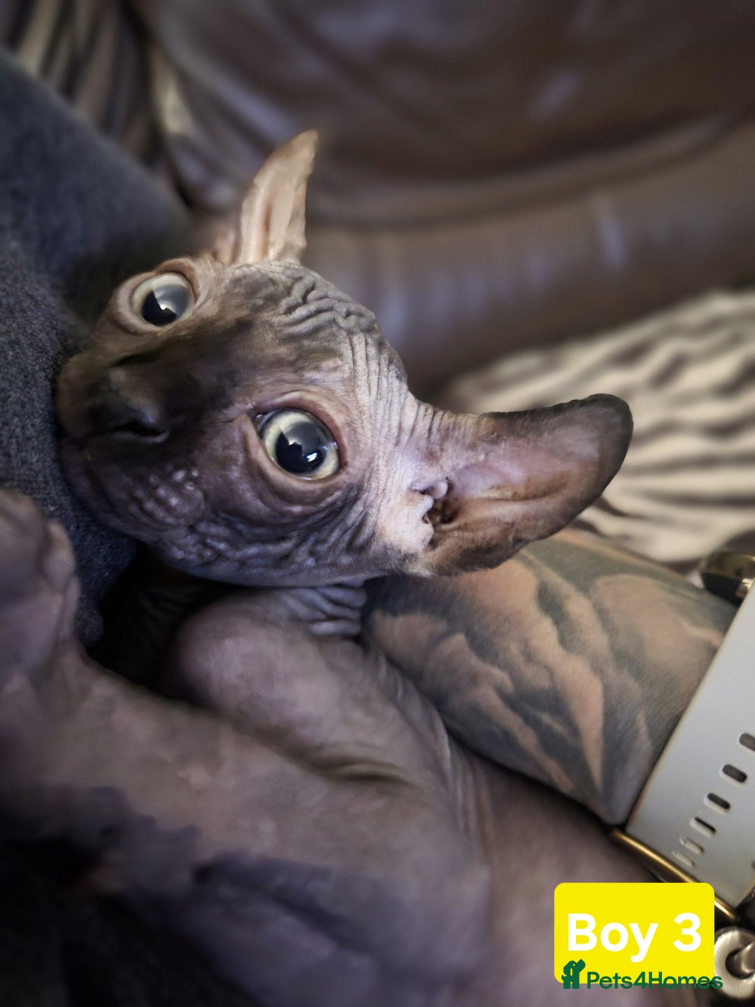Sphynx cats for sale: 🌟 Sphynx Kittens – 5 Friendly Boys Ready Soon! 🌟 - Image 11