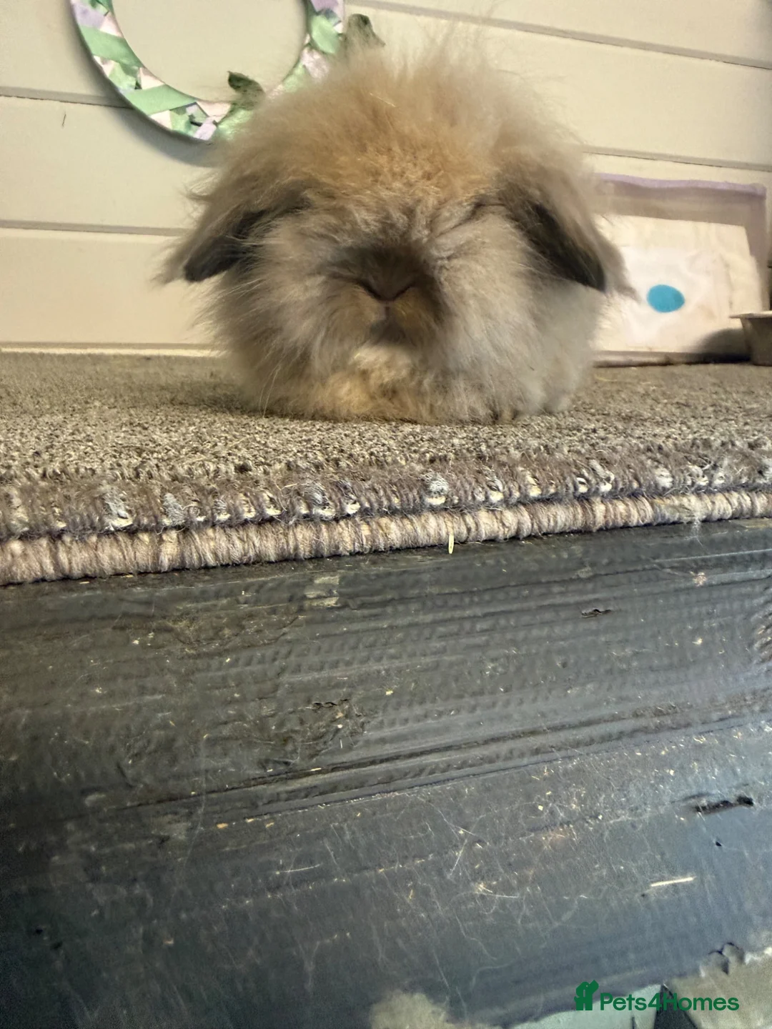 Mini Lion Lop rabbits for sale: Mini lionlop does - Advert 4