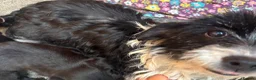 Jack Russell dogs for sale: 1 boy left  - Advert 10