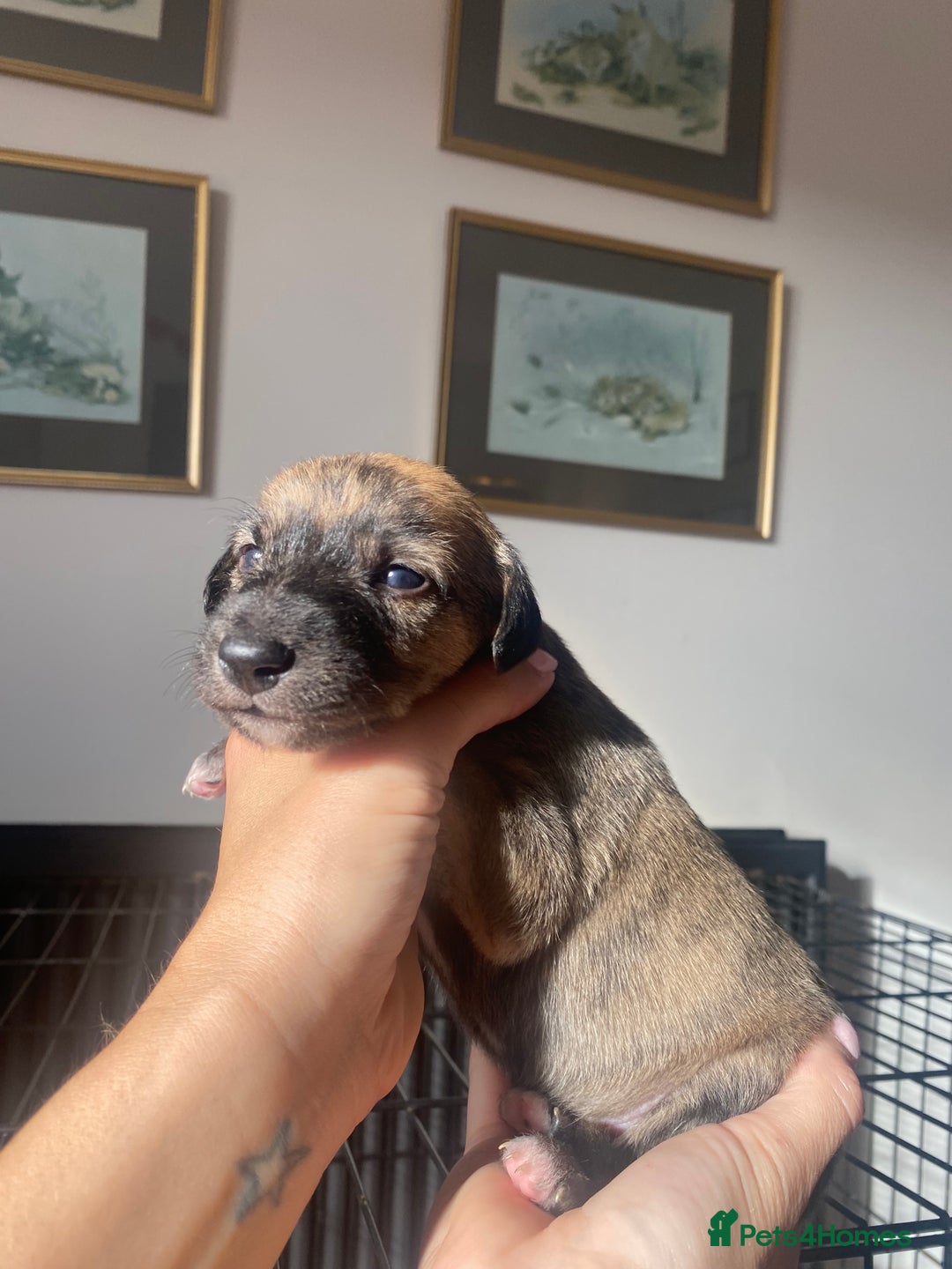 Mixed Breed dogs for sale: Bedlington Whippet cross puppies - Image 4