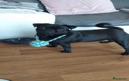 Pug dogs for sale: Max the pug  - Image 4