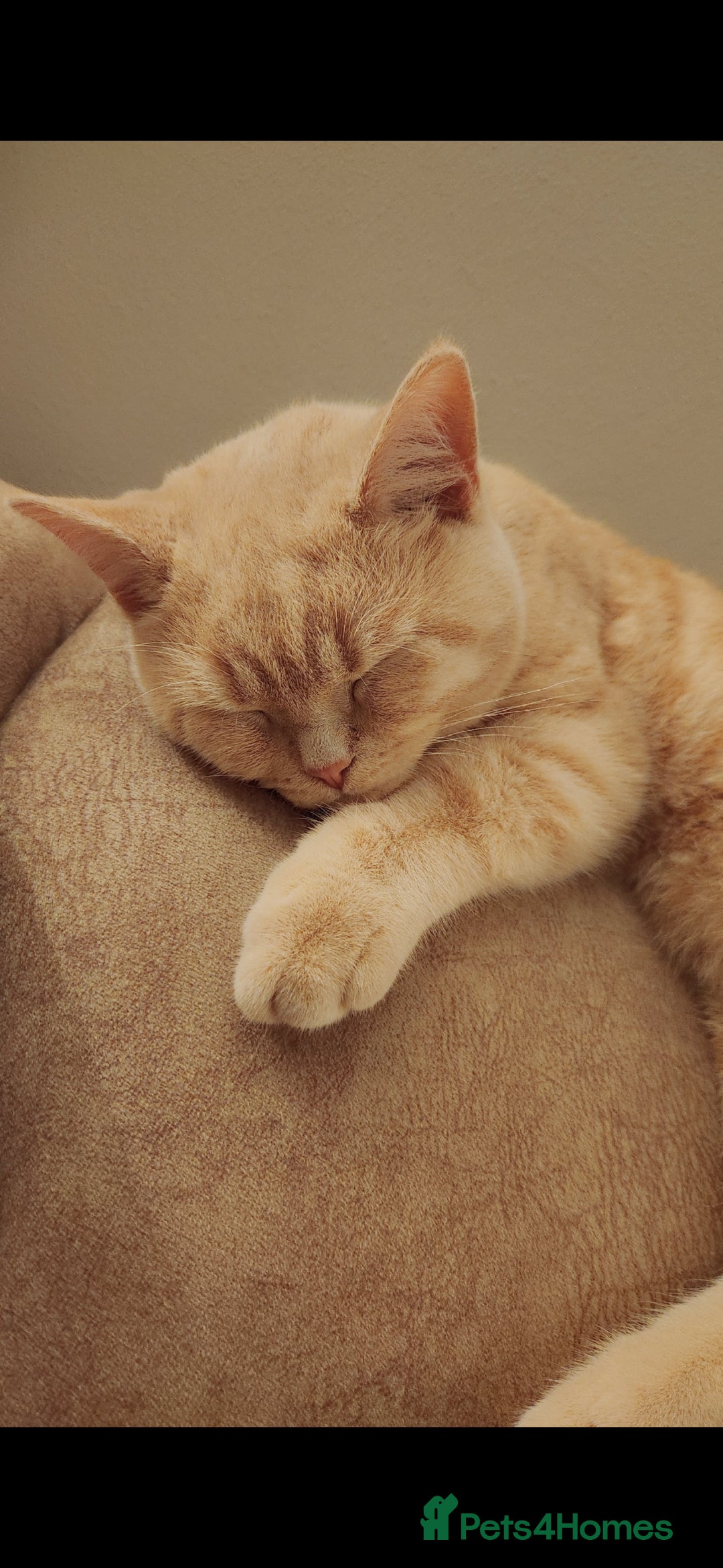 British Shorthair cats *child friendly* affectionate calm BSH - Advert 1