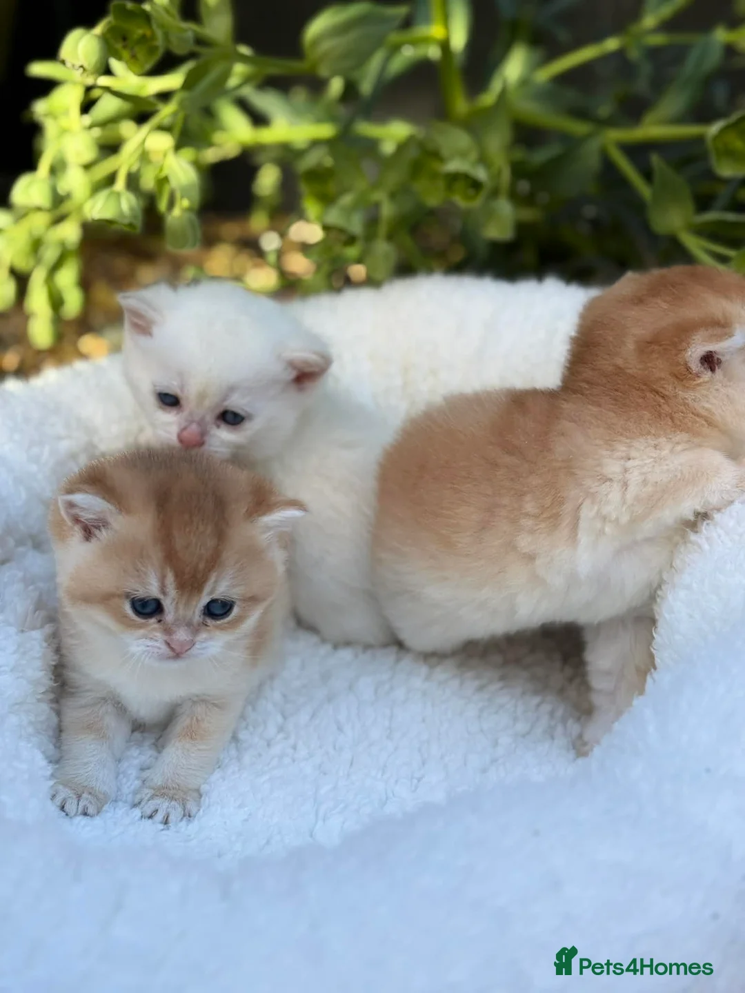 British Shorthair cats for sale: Golden, BlueGolden Chinchilla, Colourpoint kittens - Advert 2
