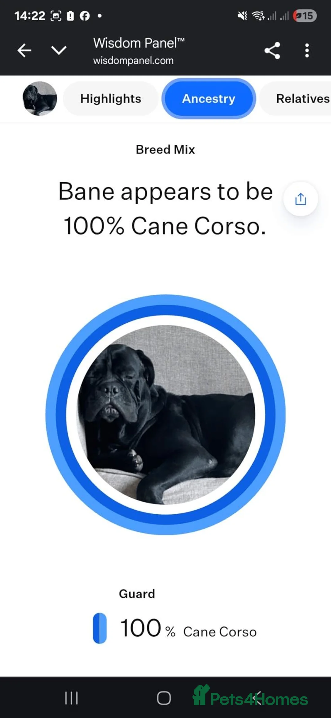 Cane Corso dogs for sale: Pure breed Cane Corso pups - Advert 2