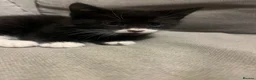 Mixed Breed cats for sale: Black and white male kitten - Advert 3