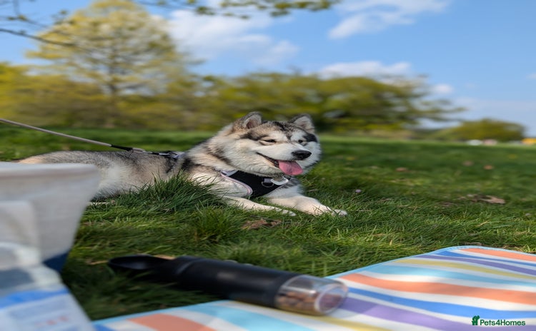 Alaskan Malamute dogs 1 year old female  - Advert 2