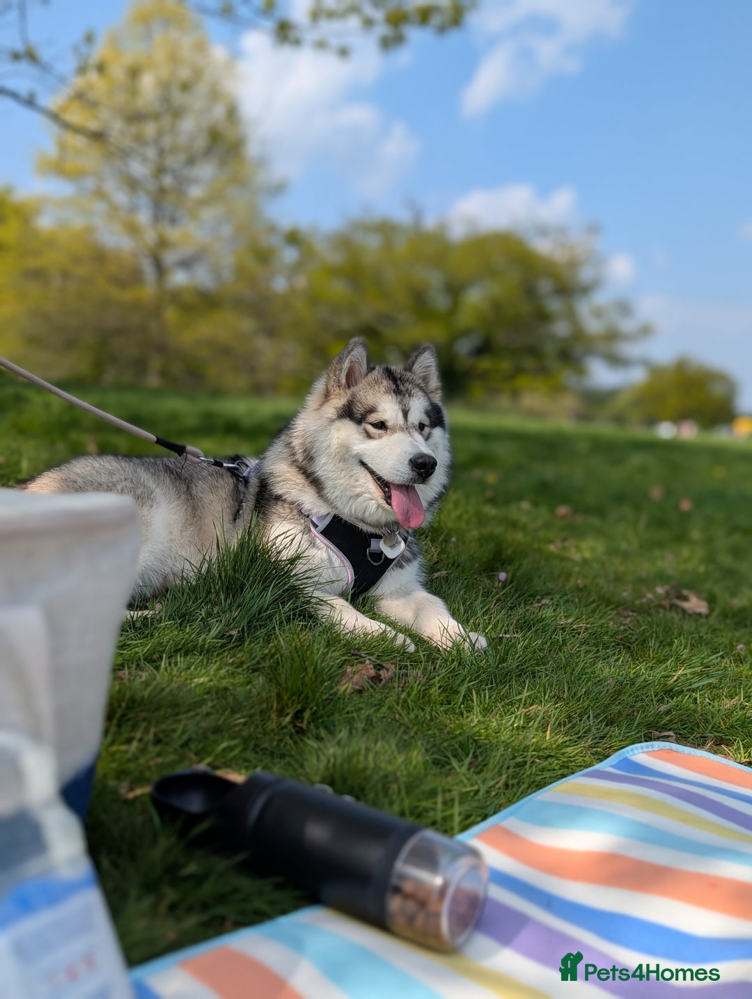 Alaskan Malamute dogs for sale: 1 year old female  - Advert 1
