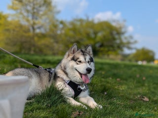 Alaskan Malamute dogs for sale: 1 year old female - Advert 1