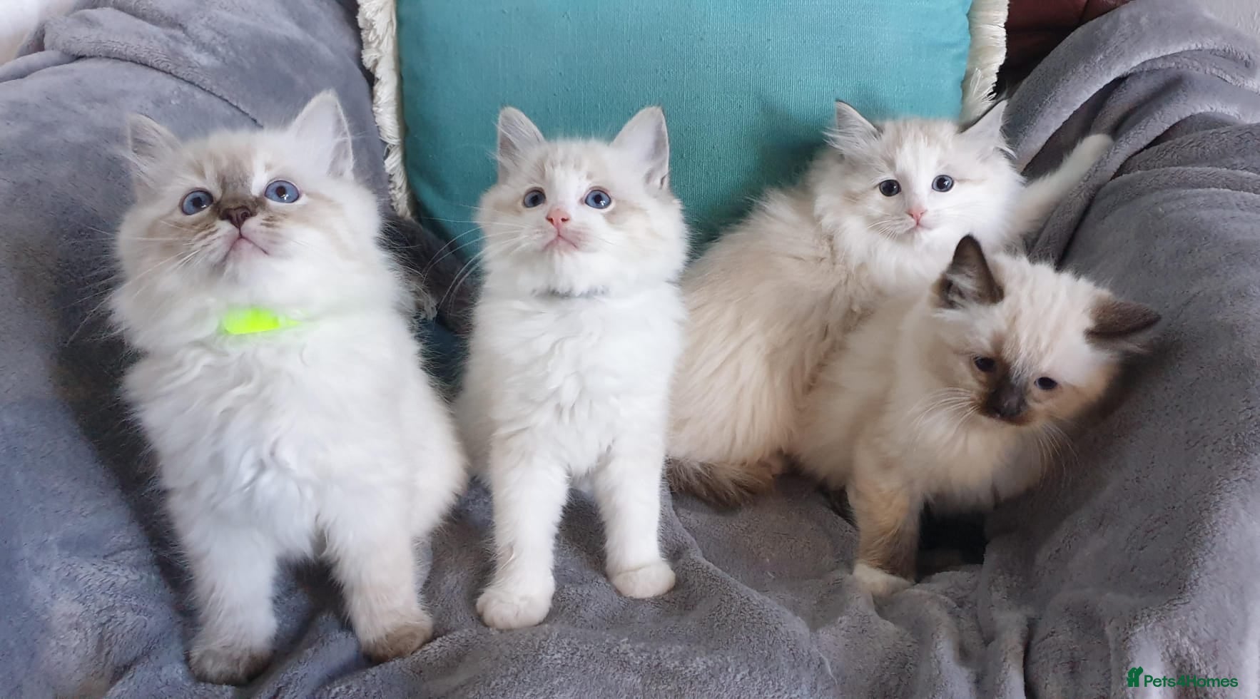 Ragdoll cats Stunning GCCF Registered Ragdoll Kittens. - Advert 2