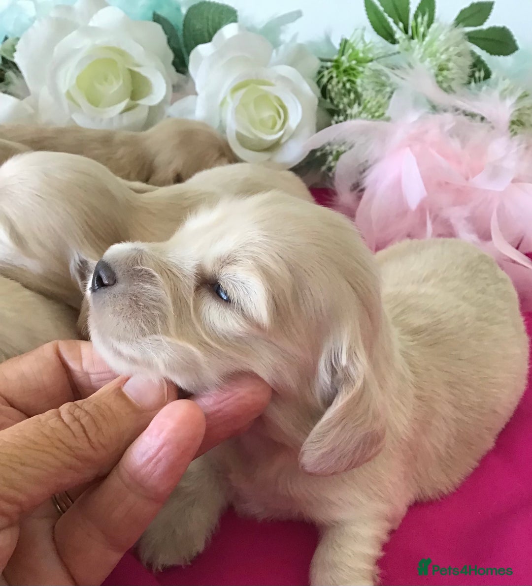 Miniature Dachshund dogs for sale: K.C Registered L/H Dachshund  - Image 2