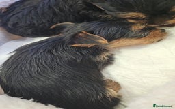 Yorkshire Terrier dogs for sale: Yorkshire terrier (miniature)READY NOW - Image 31