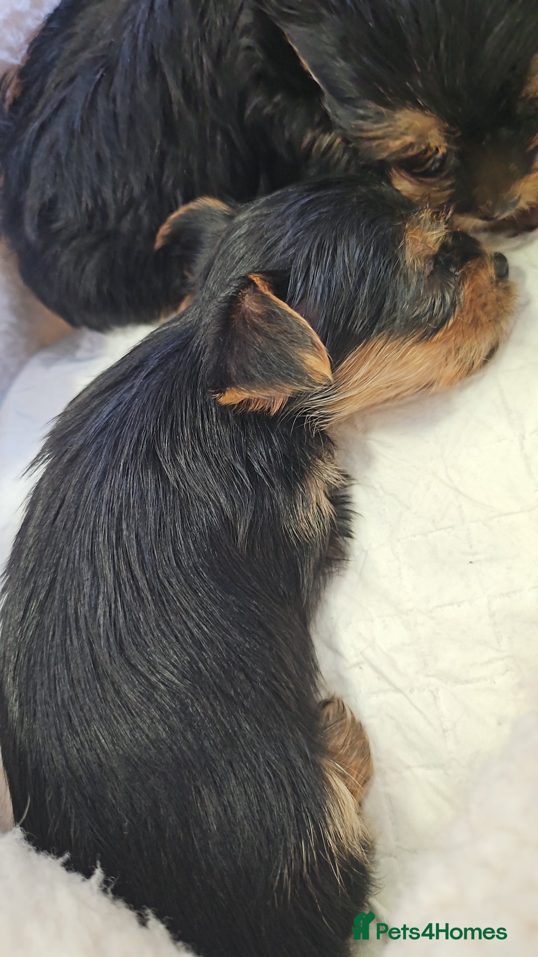 Yorkshire Terrier dogs for sale: Yorkshire terrier (miniature)READY NOW - Image 31