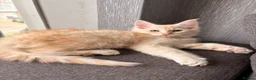 Maine Coon cats for sale: Sweet teddy bears. 🧸 🐈‍⬛ - Advert 12