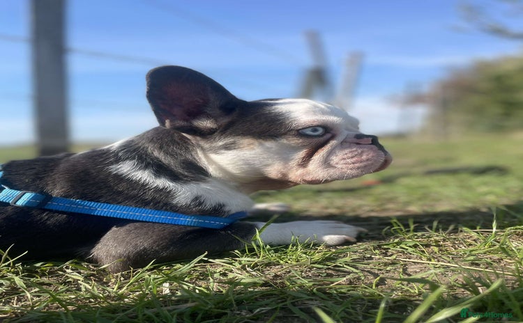 French Bulldog dogs - Advert 15