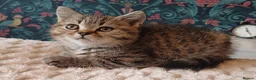British Shorthair cats for sale: Adorable Brittish Shorthair kittens🐱 - Advert 18