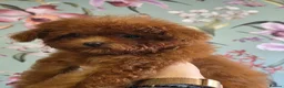 Toy Poodle dogs for sale: Asian toy poodle  - Advert 8
