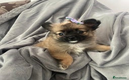 Pomchi dogs for sale: 2 girl Pomchi’s  - Image 2