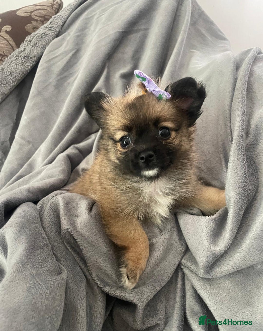 Pomchi dogs for sale: 2 girl Pomchi’s  - Image 2