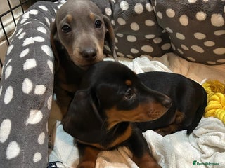 Miniature Dachshund dogs One Boy one Girl lefted .. Mini dachshunds - Advert 1