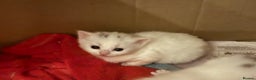 Mixed Breed cats for sale: 7 white kittens READY ASAP - Advert 20