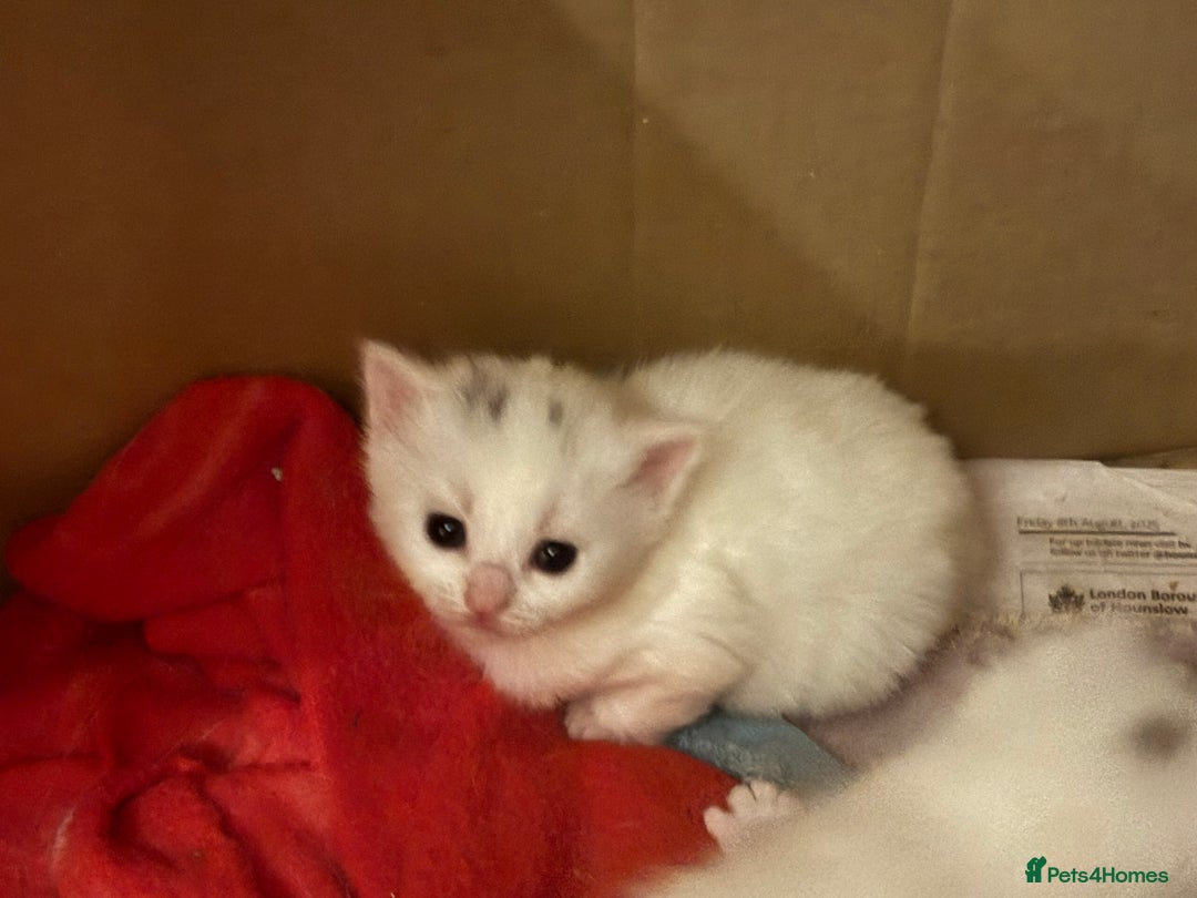 Mixed Breed cats for sale: 7 white kittens READY ASAP - Advert 20