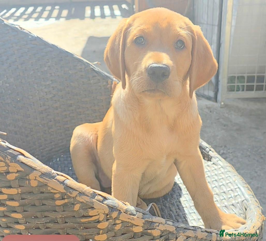 Labrador Retriever dogs KC REG, EHANCED HEALTH TESTED, RED & YELLOW LABS - Advert 1