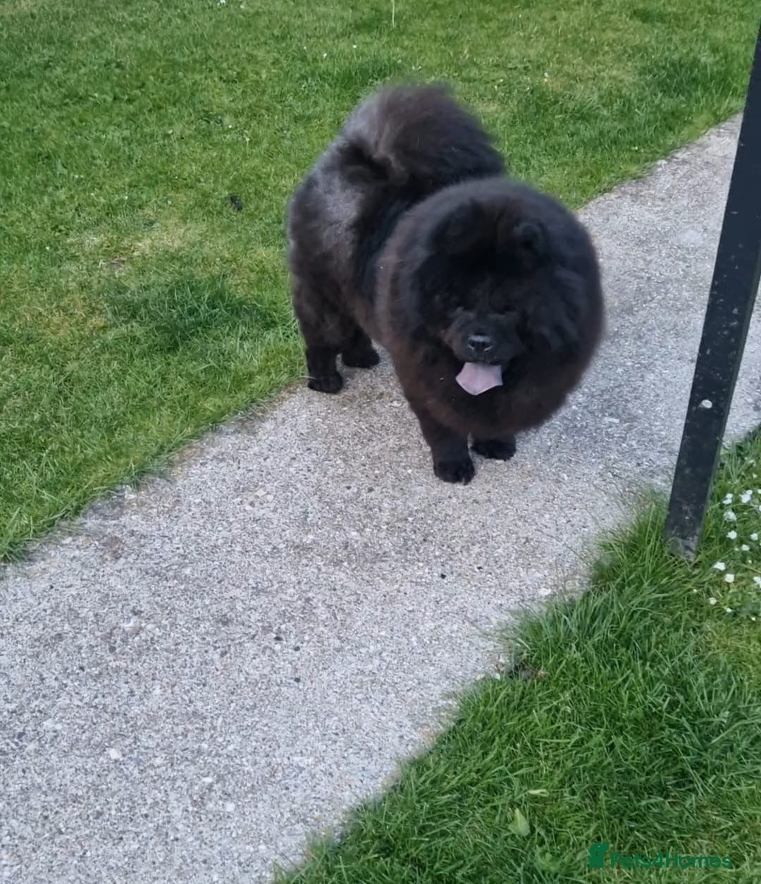 Chow Chow dogs for sale: Chow Chow Adult Female  - Advert 1