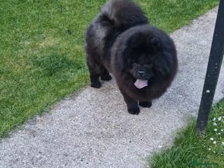 Chow Chow dogs Chow Chow Adult Female - Advert 4