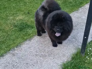 Chow Chow dogs Chow Chow Adult Female - Advert 6