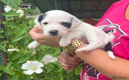 English Setter dogs for adoption: Setter x Pups (Rina's Puppies) - Image 18