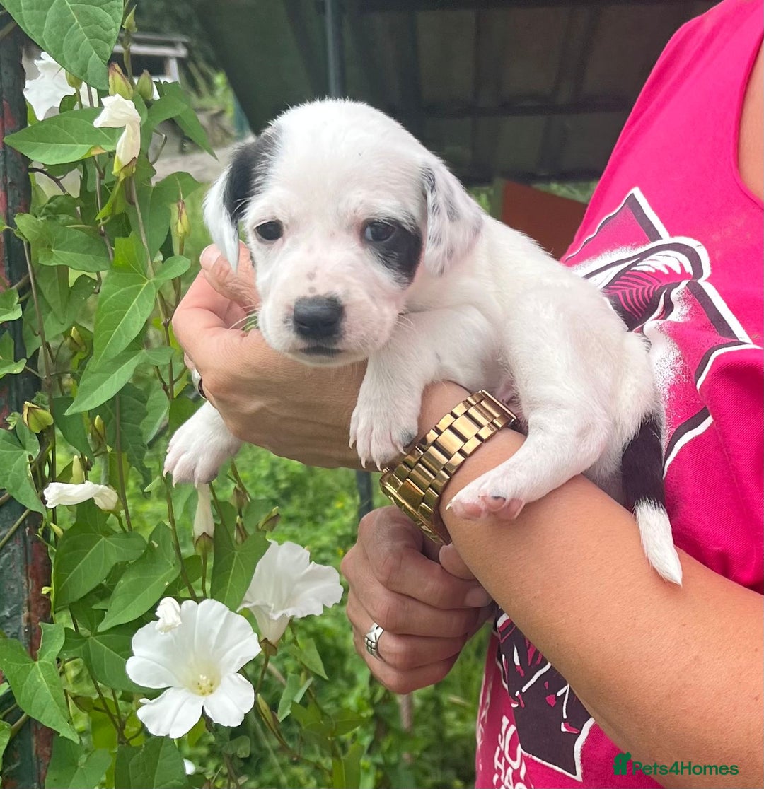 English Setter dogs for adoption: Setter x Pups (Rina's Puppies) - Image 18