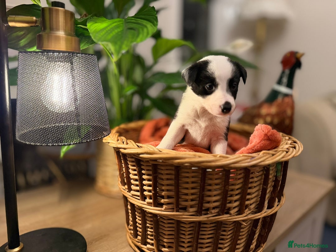 Border Collie dogs for sale: Pure Breed Boarder Collie Pups - Image 5