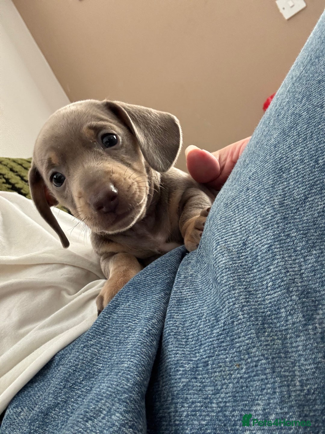 Miniature Dachshund dogs for sale: Beautiful KC Reg Miniature Dachshund Pups - Image 7