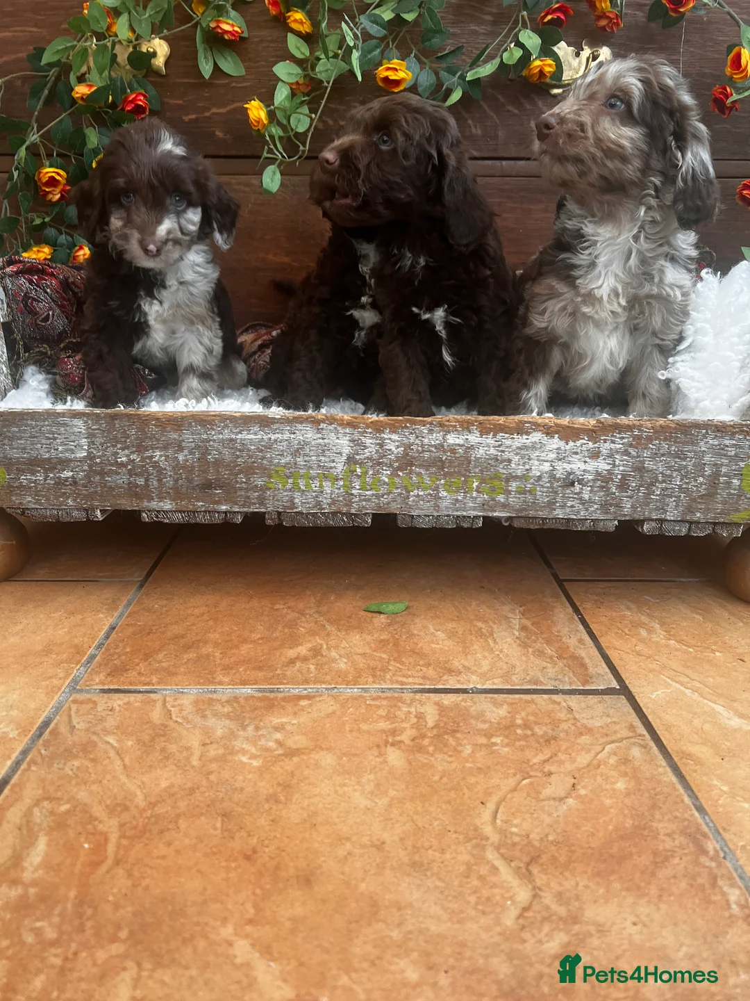 Sproodle dogs for sale: Chocolate Sproodle Puppies rare Merle  - Advert 6