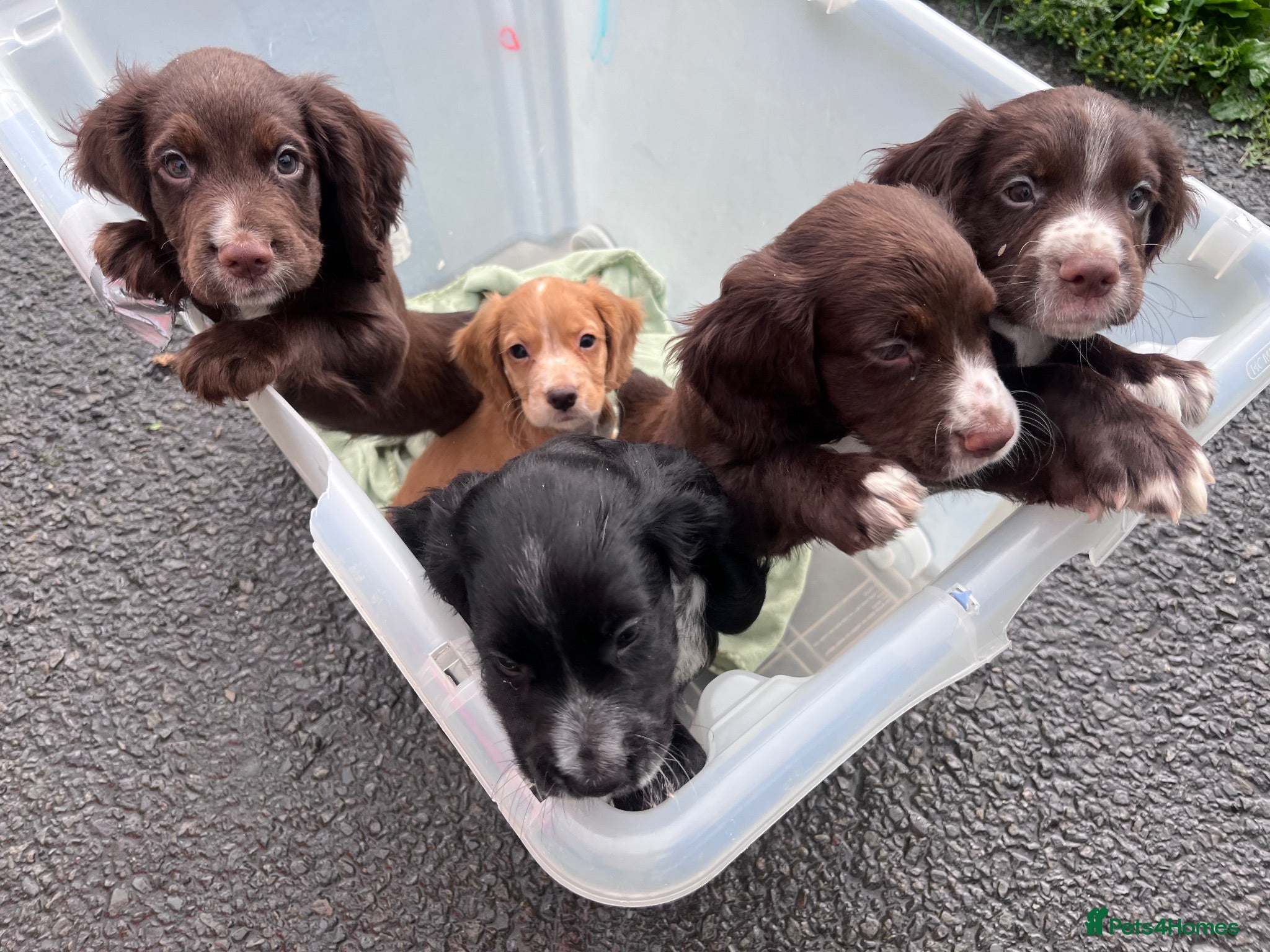Cocker Spaniel dogs KC reg Working Cocker Spaniels - Advert 18