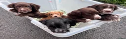 Cocker Spaniel dogs for sale: Ready Now KC reg Working Cocker Spaniels - Advert 18