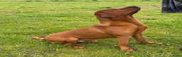Labrador Retriever dogs for stud: Perfect 0/0 Hips & Elbows Dark Fox Red Labrador ⭐️ - Advert 7