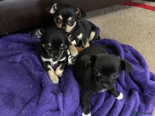 Chihuahua dogs Cute chihuahuas - Advert 6