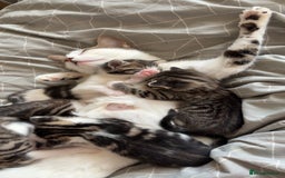 Mixed Breed cats for sale: 6 kittens not ready till 14th August  - Image 29
