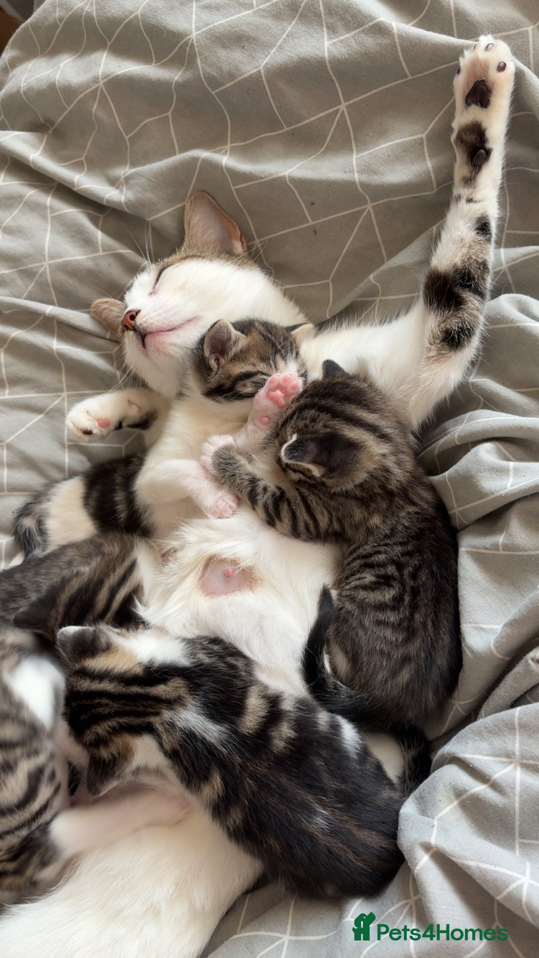 Mixed Breed cats for sale: 6 kittens not ready till 14th August  - Image 29