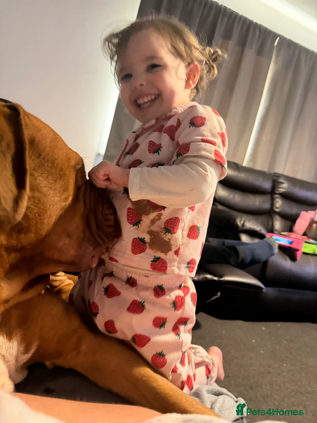 Dogue De Bordeaux dogs for sale: Hoochy poochy  - Advert 5