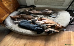 Dachshund dogs for sale: ❤️Super quality. Fully vaccinated and ready now❤️  - Image 5