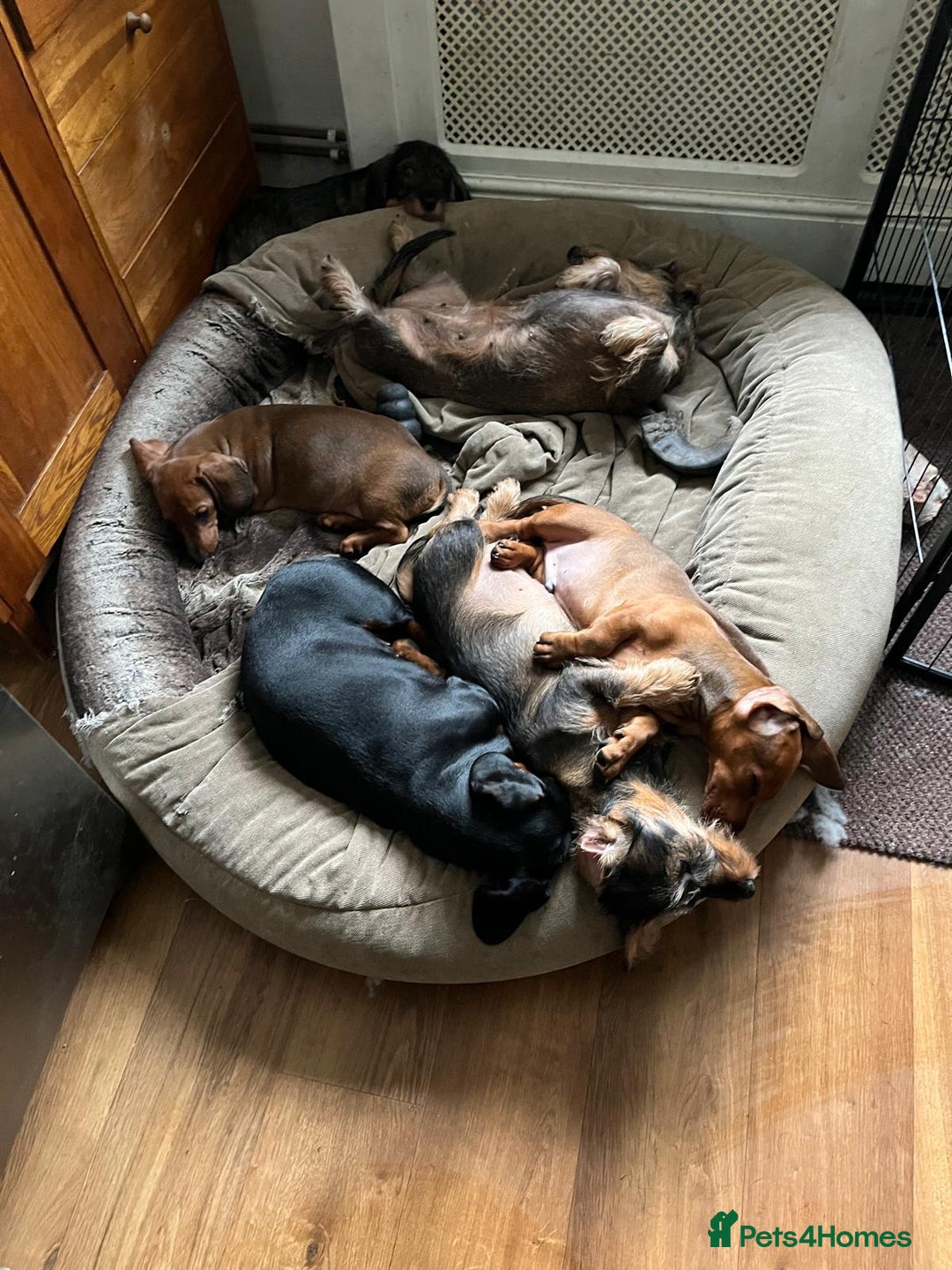 Dachshund dogs for sale: ❤️Super quality. Fully vaccinated and ready now❤️  - Image 5