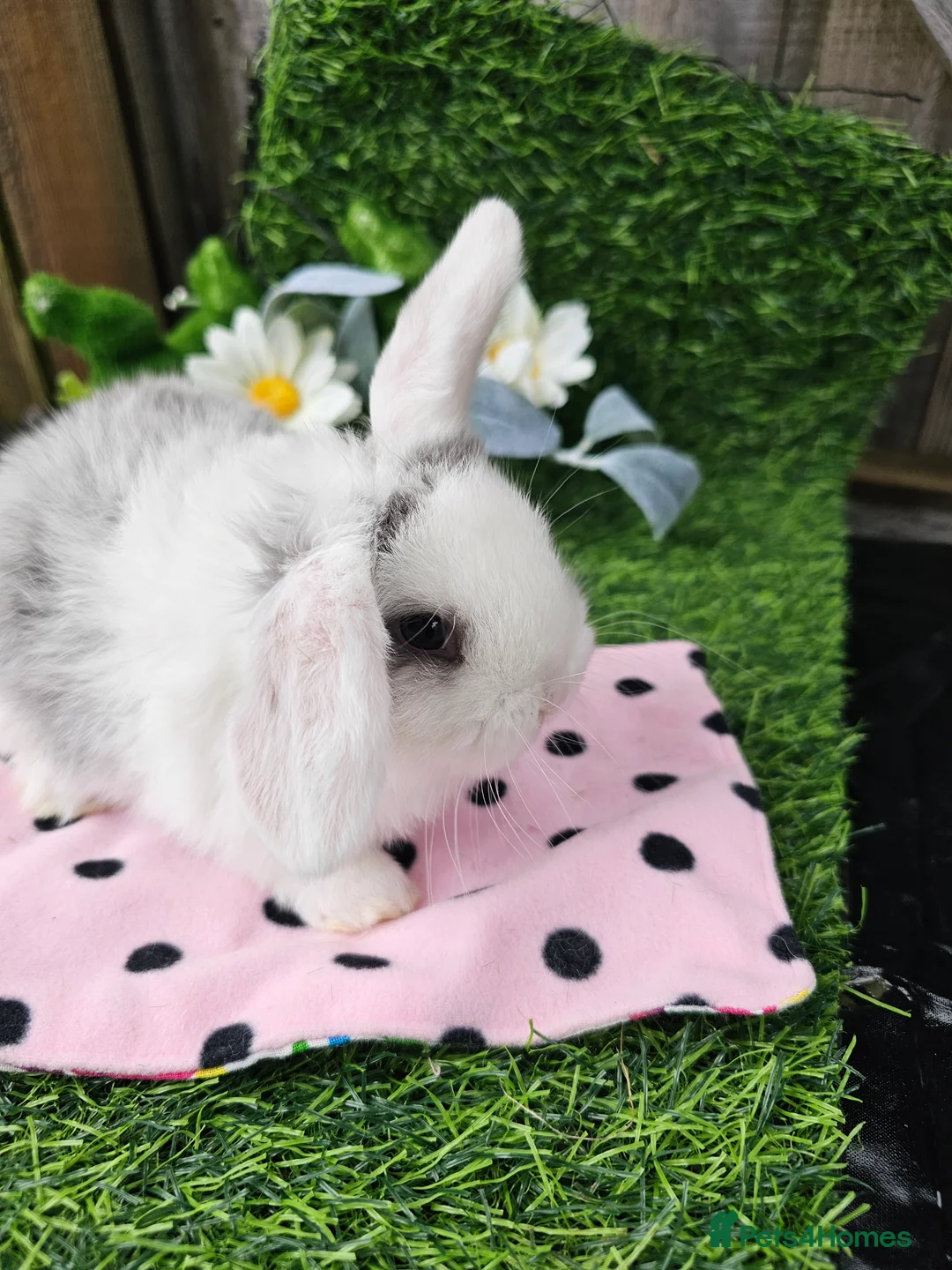 Mini Lop rabbits for sale: Beautiful Purbreed Mini Lops - Advert 3