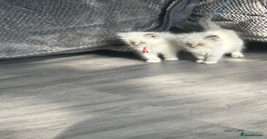 Ragdoll cats - Advert 16
